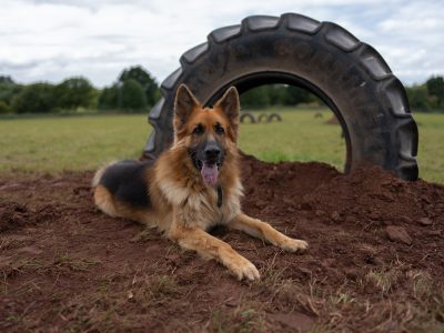 DSC09450 German Shepard in secure dog field with tyre