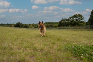 German Shepard in secure dog field