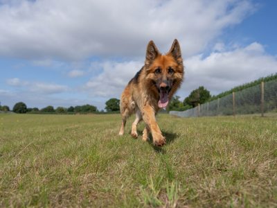 German Shepard in secure dog field German Shepard in secure dog field