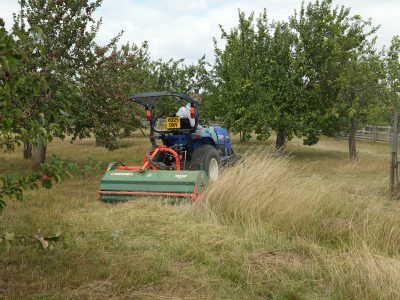 Orchard mowing around trees