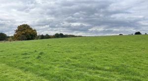 A small meadow