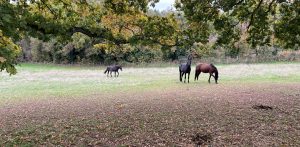 Paddock Topping